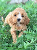 Layla, a female Cavapoo for sale in Addison, IL – 2 of 3