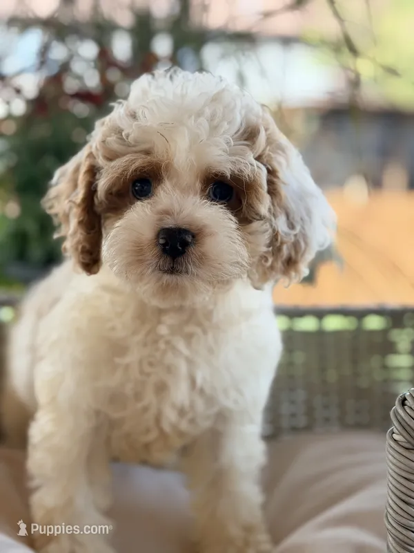 Valentino – Cavapoo puppy for sale in Addison, IL
