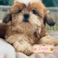 Louie, a male Shih Tzu for sale in Addison, IL – 1 of 1
