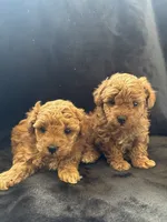 Bunnie, a female Poodle - Toy  for sale in Addison, IL – 2 of 3