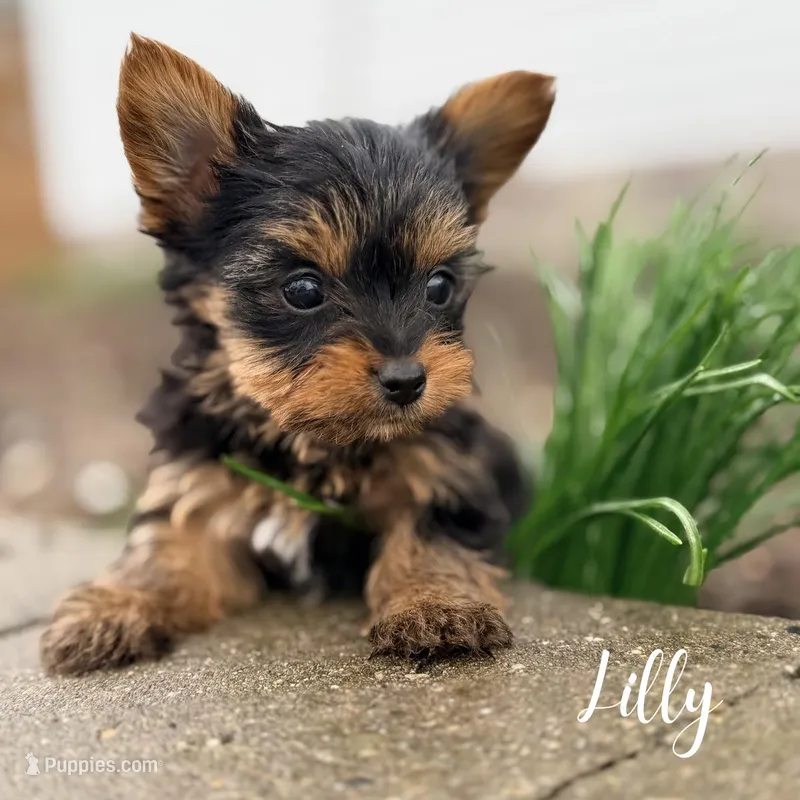 Lily – Yorkshire Terrier puppy for sale in Addison, IL