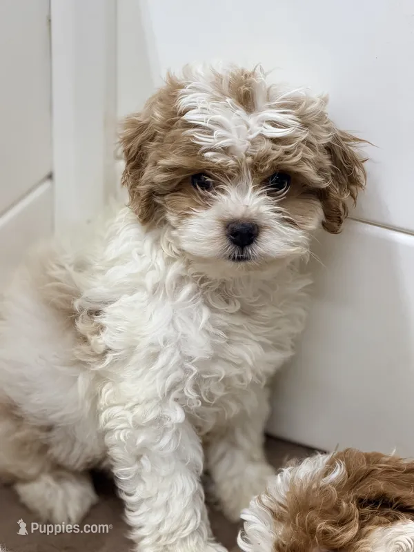 Cupcake – Cavapoo puppy for sale in Addison, IL