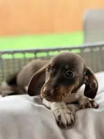 AKC Tilly, a female Miniature Dachshund for sale in Addison, IL – 3 of 4
