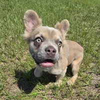 Rolly, a female French Bulldog for sale in Jacksonville, NC – 4 of 10