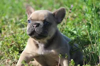 BigMama, a female French Bulldog for sale in Jacksonville, NC – Photo 1 of 5