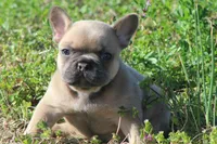 BigMama, a female French Bulldog for sale in Jacksonville, NC – Photo 4 of 5