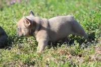 BigMama, a female French Bulldog for sale in Jacksonville, NC – Photo 2 of 5