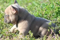 BigMama, a female French Bulldog for sale in Jacksonville, NC – Photo 5 of 5