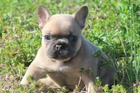 BigMama, a female French Bulldog for sale in Jacksonville, NC – Photo 3 of 5