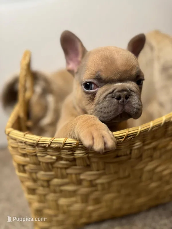 BigMama – French Bulldog puppy for sale in Jacksonville, NC