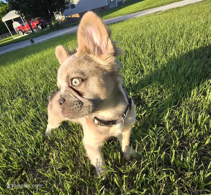 Rolly – French Bulldog puppy for sale in Jacksonville, NC