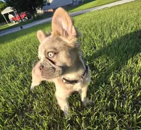 Rolly, a female French Bulldog for sale in Jacksonville, NC – 1 of 10