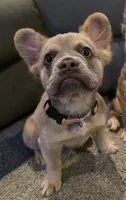 Rolly, a female French Bulldog for sale in Jacksonville, NC – 2 of 10