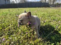 SilverBack, a male French Bulldog for sale in Jacksonville, NC – Photo 4 of 7