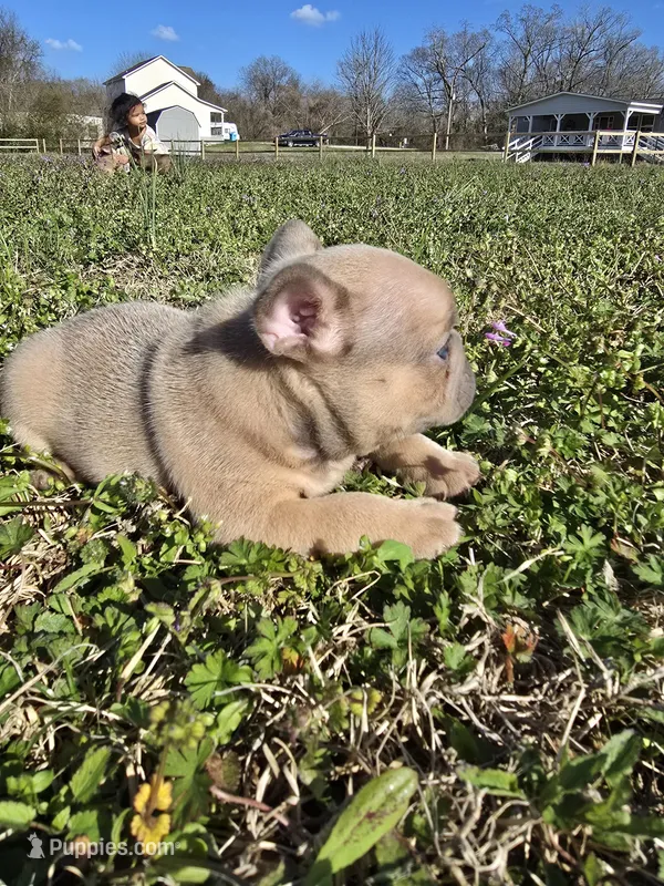 SilverBack – French Bulldog puppy for sale in Jacksonville, NC