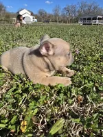 SilverBack, a male French Bulldog for sale in Jacksonville, NC – Photo 1 of 7