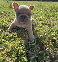 SilverBack, a male French Bulldog for sale in Jacksonville, NC – Photo 6 of 7