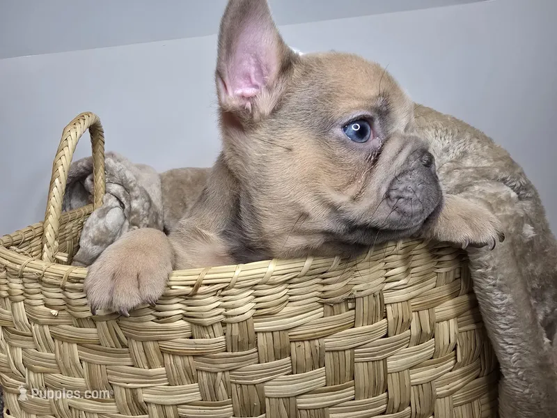 SilverBack – French Bulldog puppy for sale in Jacksonville, NC