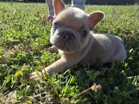 SilverBack, a male French Bulldog for sale in Jacksonville, NC – Photo 5 of 7