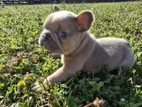 SilverBack, a male French Bulldog for sale in Jacksonville, NC – Photo 7 of 7
