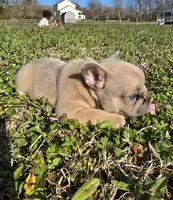 SilverBack, a male French Bulldog for sale in Jacksonville, NC – Photo 2 of 7