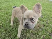 Rolly, a female French Bulldog for sale in Jacksonville, NC – 6 of 10