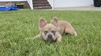 Rolly, a female French Bulldog for sale in Jacksonville, NC – 9 of 10