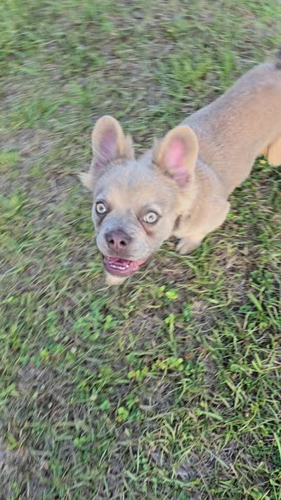 Rolly, a female French Bulldog for sale in Jacksonville, NC – 10 of 10