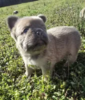 Rollypolly , a male French Bulldog for sale in Jacksonville, NC – Photo 5 of 10