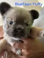 Rollypolly , a male French Bulldog for sale in Jacksonville, NC – Photo 8 of 10