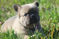 Rollypolly , a male French Bulldog for sale in Jacksonville, NC – Photo 2 of 10