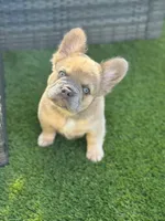 Rolly, a female French Bulldog for sale in Jacksonville, NC – Photo 8 of 10