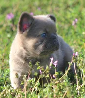 Rollypolly , a male French Bulldog for sale in Jacksonville, NC – Photo 1 of 10