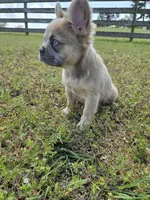 Rolly, a female French Bulldog for sale in Jacksonville, NC – Photo 6 of 10