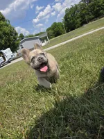 Rolly, a female French Bulldog for sale in Jacksonville, NC – Photo 7 of 10