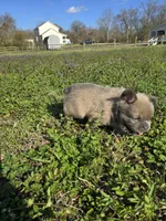 Rollypolly , a male French Bulldog for sale in Jacksonville, NC – Photo 9 of 10