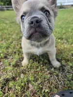 Rolly, a female French Bulldog for sale in Jacksonville, NC – Photo 2 of 10