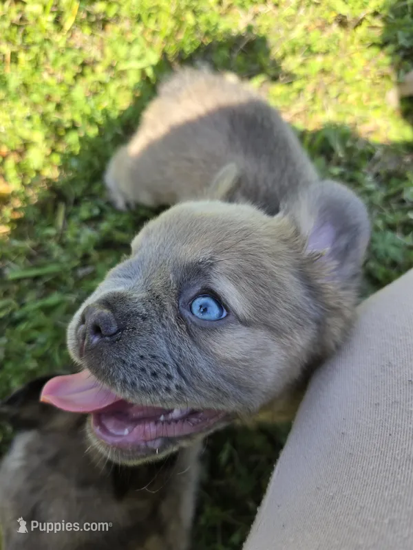Rollypolly  – French Bulldog puppy for sale in Jacksonville, NC