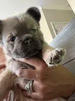 Rollypolly , a male French Bulldog for sale in Jacksonville, NC – Photo 7 of 10