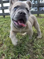 Rolly, a female French Bulldog for sale in Jacksonville, NC – Photo 3 of 10