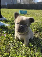 Rollypolly , a male French Bulldog for sale in Jacksonville, NC – Photo 4 of 10