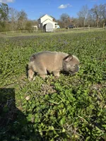 Rollypolly , a male French Bulldog for sale in Jacksonville, NC – Photo 10 of 10