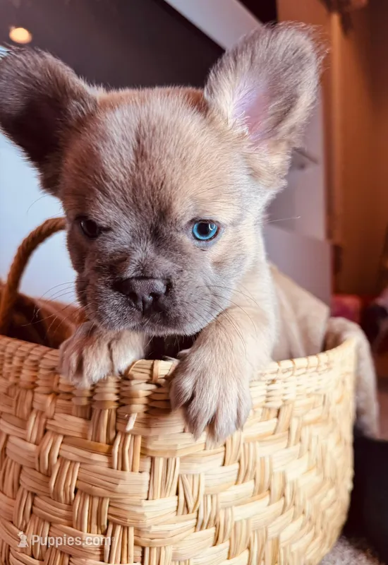 Rollypolly  – French Bulldog puppy for sale in Jacksonville, NC