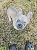 Rolly, a female French Bulldog for sale in Jacksonville, NC – Photo 5 of 10