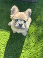 Rolly, a female French Bulldog for sale in Jacksonville, NC – Photo 10 of 10