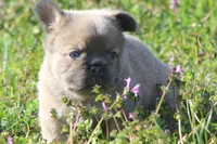 Rollypolly , a male French Bulldog for sale in Jacksonville, NC – Photo 3 of 10