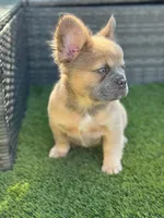 Rolly, a female French Bulldog for sale in Jacksonville, NC – Photo 9 of 10