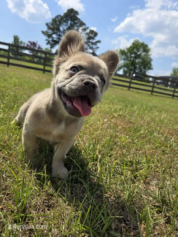 Rolly – French Bulldog puppy for sale in Jacksonville, NC
