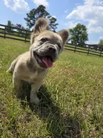 Rolly, a female French Bulldog for sale in Jacksonville, NC – Photo 1 of 10