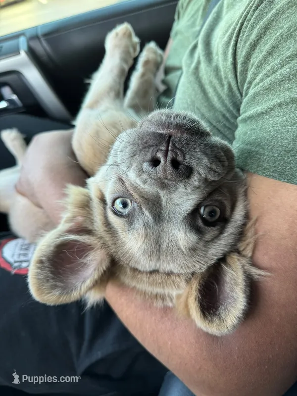 Rolly – French Bulldog puppy for sale in Jacksonville, NC